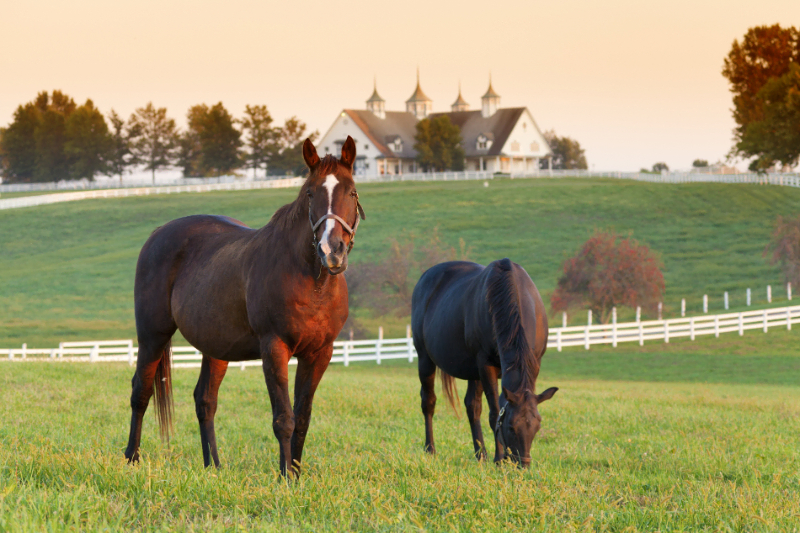 Equestrian Properties Real Estate | Buy or Sell Luxury Homes in Dallas